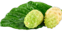 noni leaf